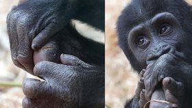 Gorily z pražské zoo umí pěkně dovádět. Při jednom z kousků se goriláček Ajabu zřejmě zranil.