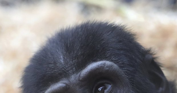 Gorily z pražské zoo umí pěkně dovádět. Při jednom z kousků se goriláček Ajabu zřejmě zranil.