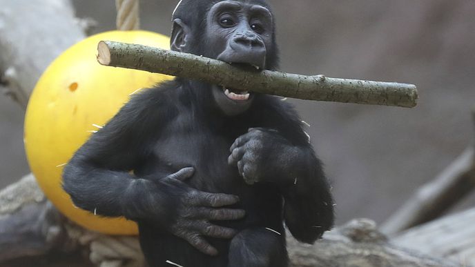 Gorily z pražské zoo umí pěkně dovádět