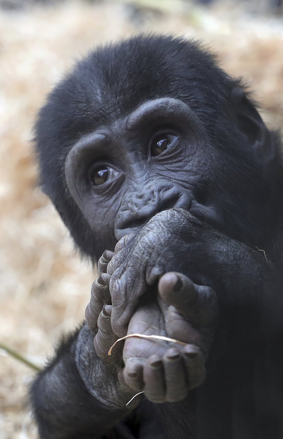 Gorily z pražské zoo umí pěkně dovádět. Při jednom z kousků se goriláček Ajabu zřejmě zranil.