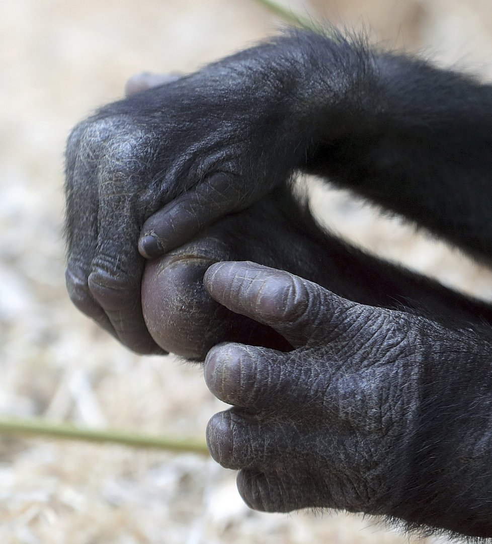 Gorily z pražské zoo umí pěkně dovádět. Při jednom z kousků se goriláček Ajabu zřejmě zranil.