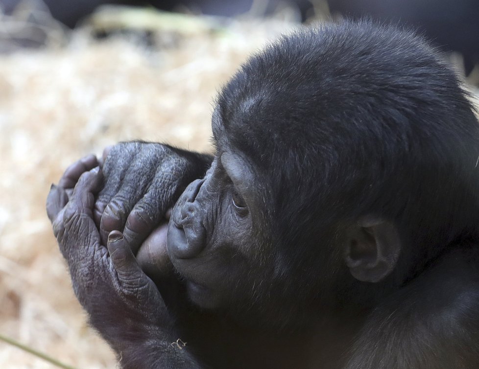 Gorily z pražské zoo umí pěkně dovádět. Při jednom z kousků se goriláček Ajabu zřejmě zranil.