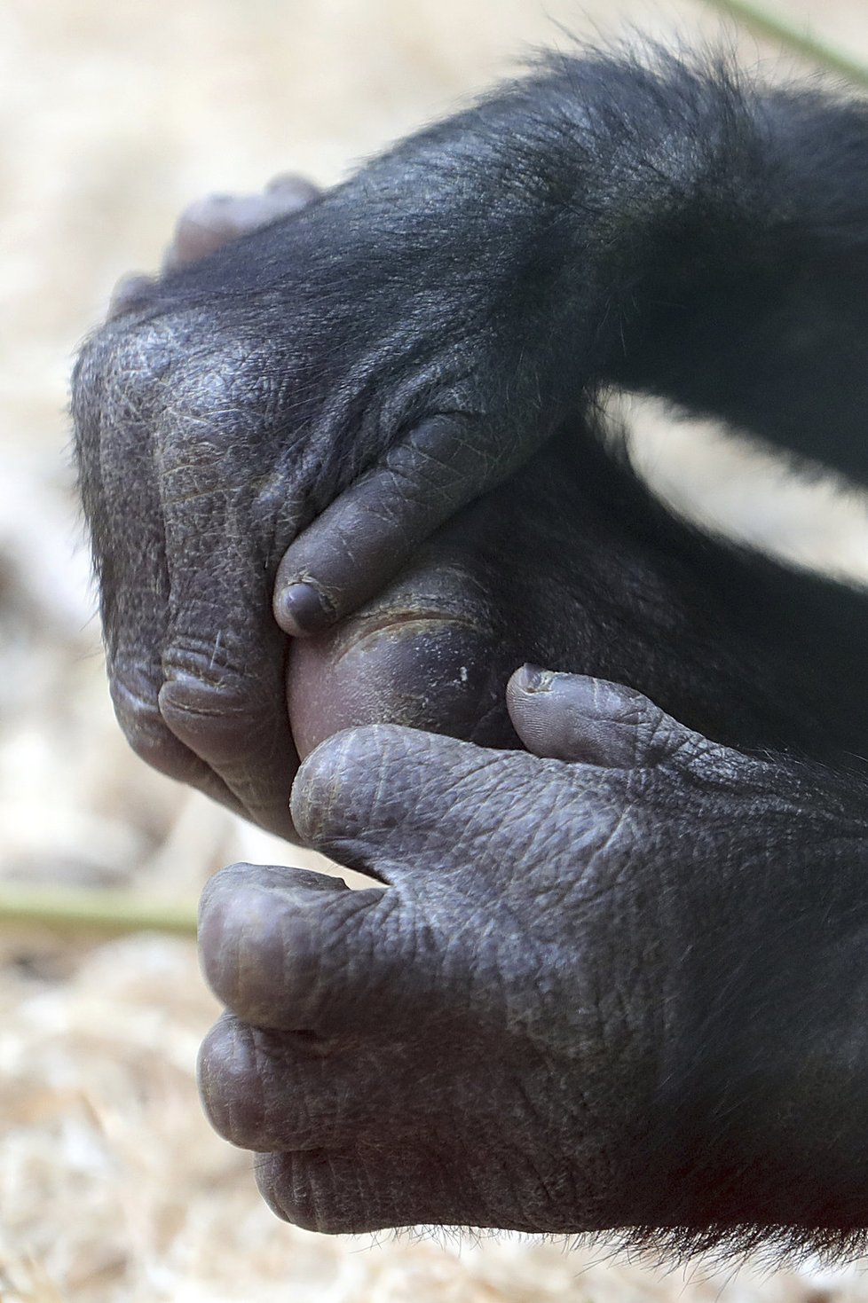 Gorily z pražské zoo umí pěkně dovádět. Při jednom z kousků se goriláček Ajabu zřejmě zranil.