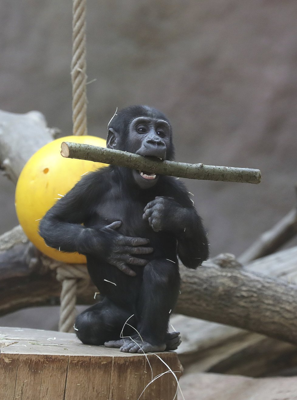 Gorily z pražské zoo umí pěkně dovádět. Při jednom z kousků se goriláček Ajabu zřejmě zranil.