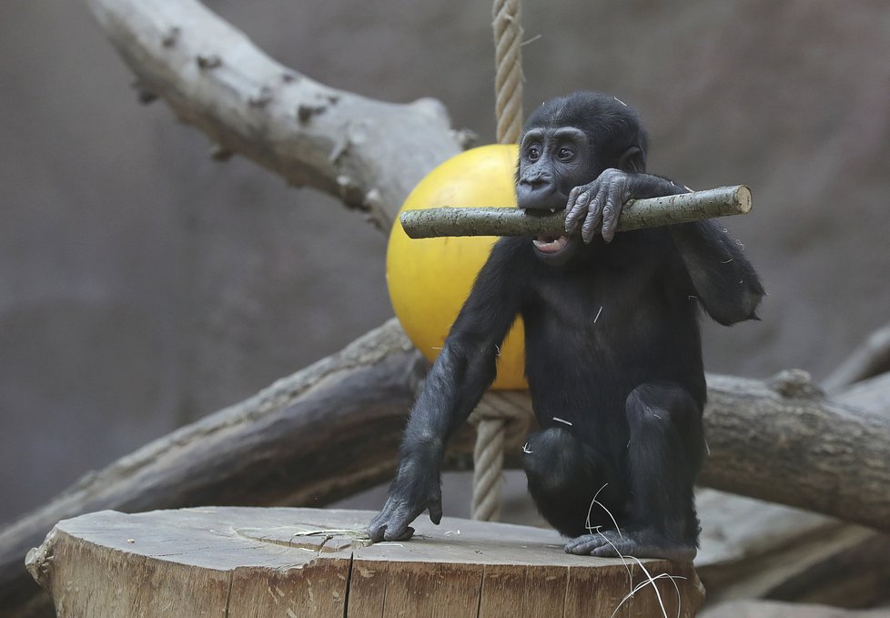 Gorily z pražské zoo umí pěkně dovádět. Při jednom z kousků se goriláček Ajabu zřejmě zranil.