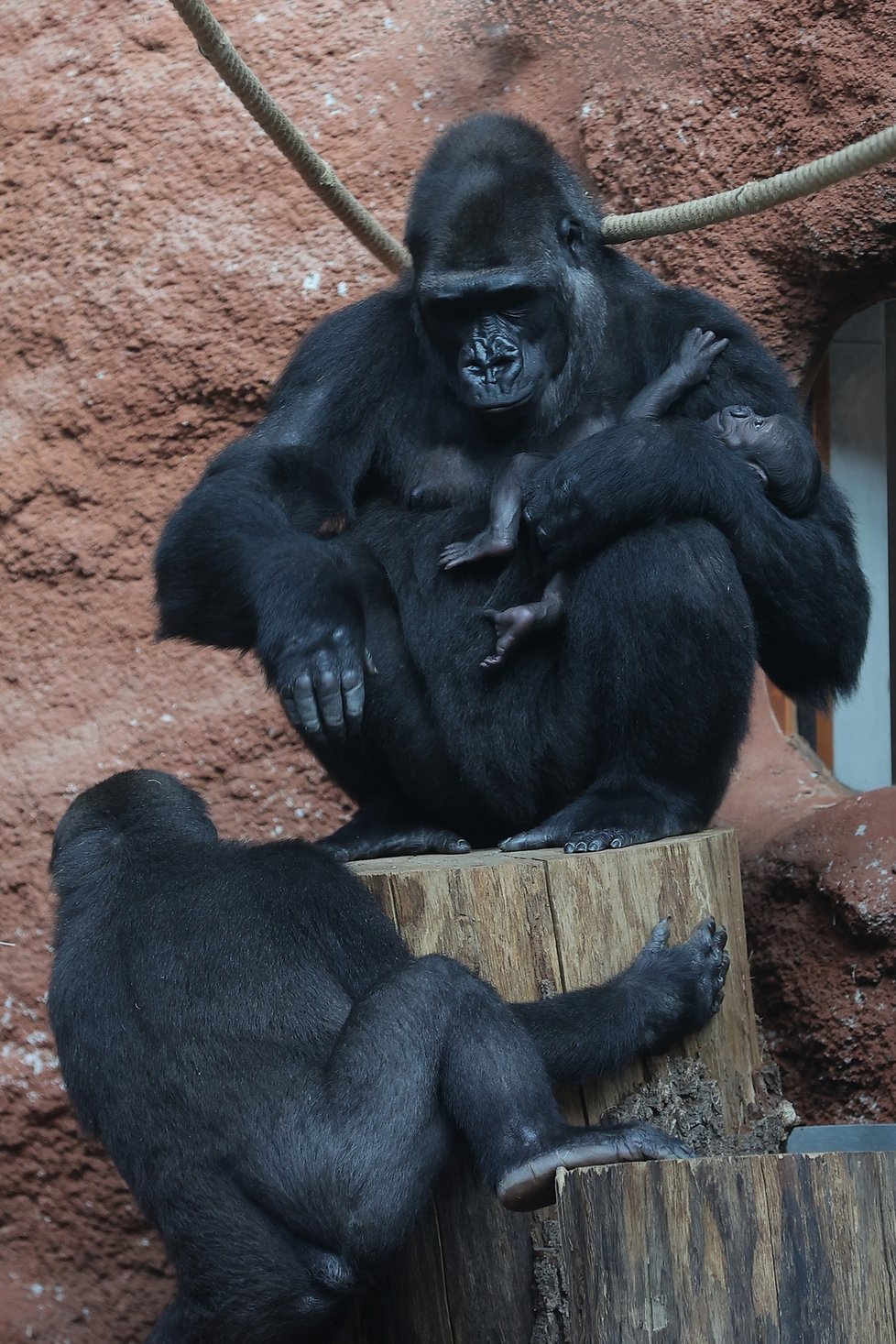 Gorilí máma Duni nedá prvorozenou dcerku z ruky.