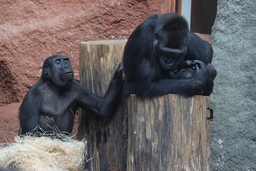 Gorilí máma Duni nedá prvorozenou dcerku z ruky.