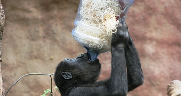 Gorily nížinné v pražské zoologické zahradě