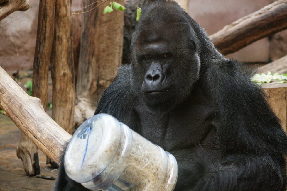 Gorily nížinné v pražské zoologické zahradě