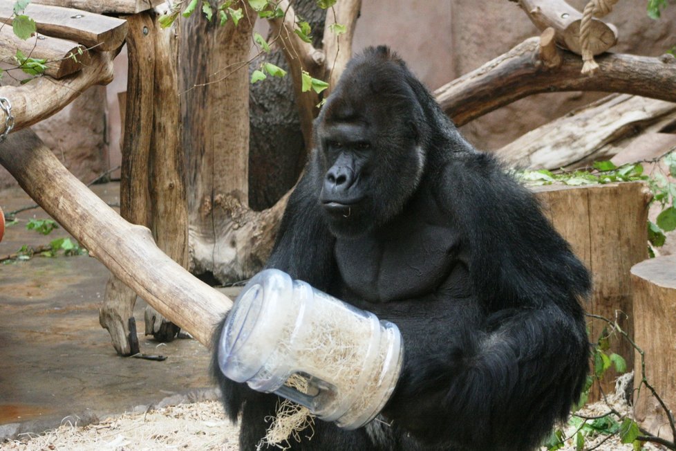 Gorily nížinné v pražské zoologické zahradě