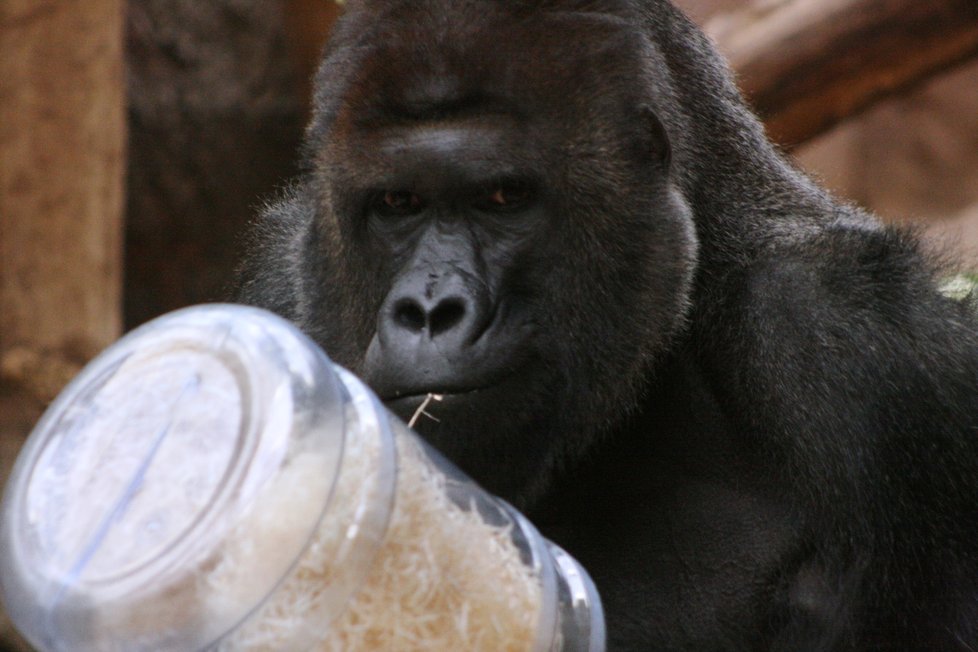 Gorily nížinné v pražské zoologické zahradě