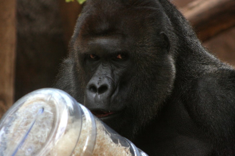 Gorily nížinné v pražské zoologické zahradě