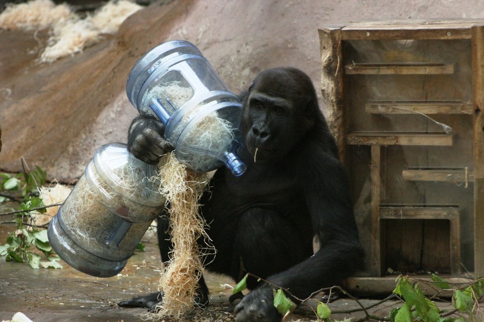 Gorily nížinné v pražské zoologické zahradě