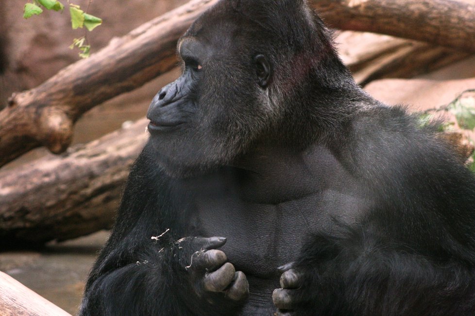 Gorily nížinné v pražské zoologické zahradě