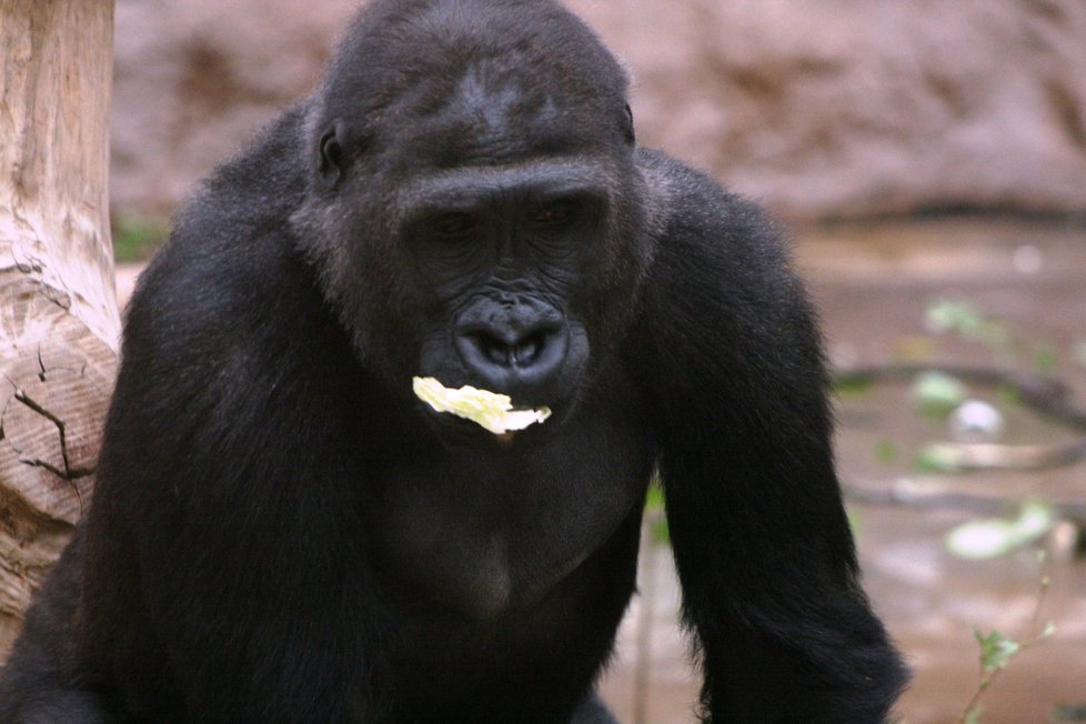 Gorily nížinné v pražské zoologické zahradě