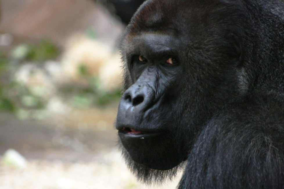 Gorily nížinné v pražské zoologické zahradě