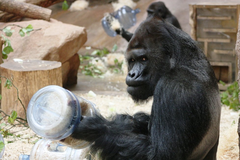 Gorily nížinné v pražské zoologické zahradě