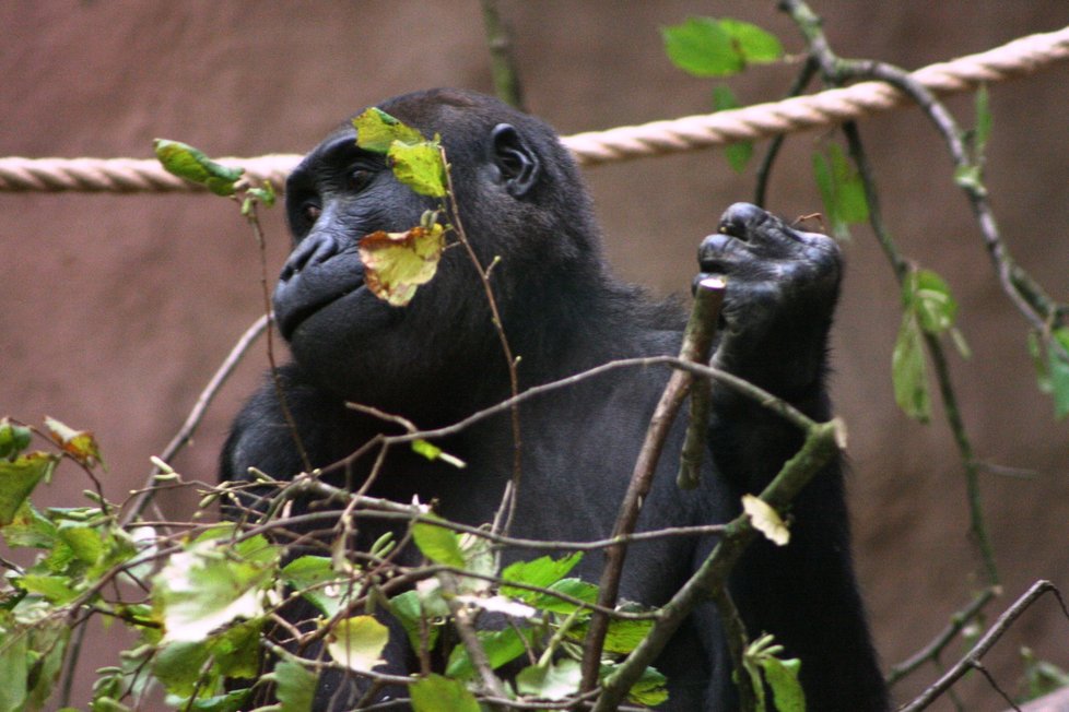 Gorily nížinné v pražské zoologické zahradě