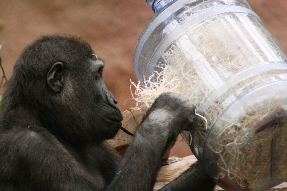 Gorily nížinné v pražské zoologické zahradě