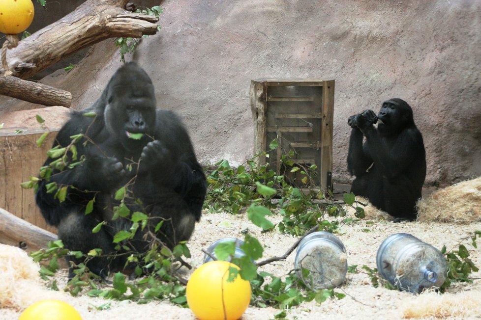 Gorily nížinné v pražské zoologické zahradě