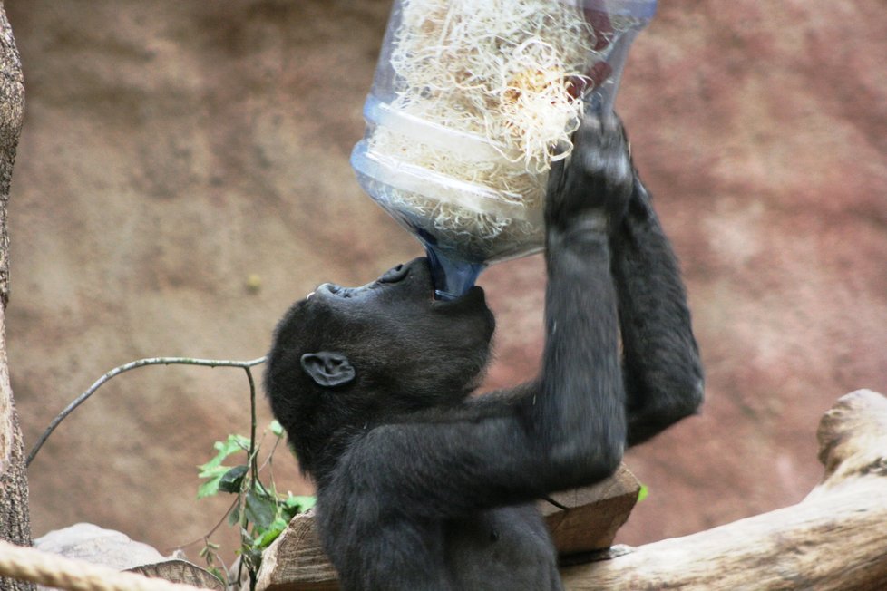 Gorily nížinné v pražské zoologické zahradě