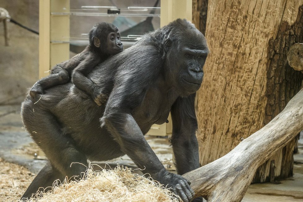Jednání kolem nového pavilonu goril v Zoo Praha pokračují. Zahrada má přednést dílčí úpravy v září.