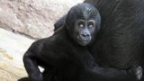Dvojité opičí narozeniny v Zoo Praha: Ajabu oslavil první rok života