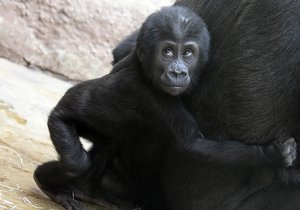 Gorilí oslava narozenin v Zoo Praha