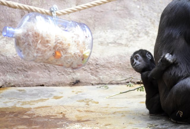 Jednání kolem nového pavilonu goril v Zoo Praha pokračují. Zahrada má přednést dílčí úpravy v září.