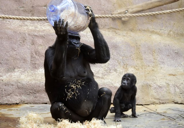 Gorilí oslava narozenin v Zoo Praha