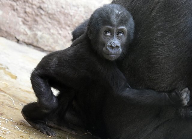 Jednání kolem nového pavilonu goril v Zoo Praha pokračují. Zahrada má přednést dílčí úpravy v září.