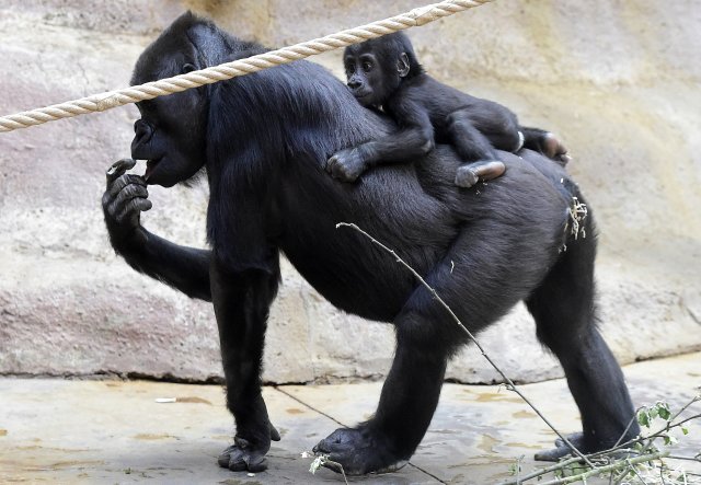 Gorilí oslava narozenin v Zoo Praha