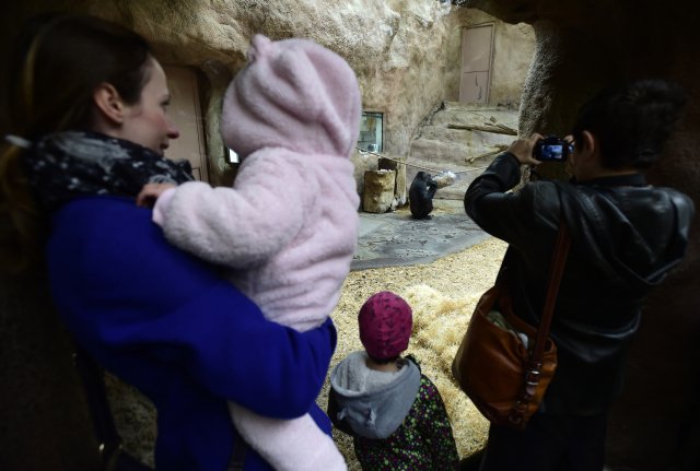 Jednání kolem nového pavilonu goril v Zoo Praha pokračují. Zahrada má přednést dílčí úpravy v září.