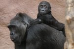 Gorily v pražské zoo jsou spokojené