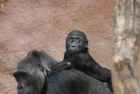 Gorilí sourozenci Tatu a Moja: Takhle dělají 'opičky' na lidi!