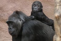 Gorila Kijivu čeká dalšího potomka!