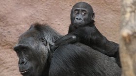 Gorily v pražské zoo jsou spokojené