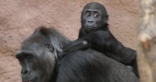 Gorily v pražské zoo jsou spokojené