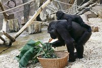 Pražská zoo překonala návštěvnický rekord