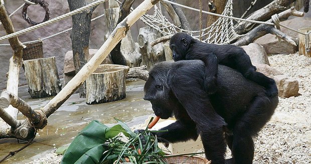 Jedním z hlavních taháků pražské zoo jsou určitě gorily.