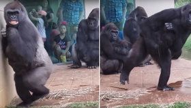 Znechucené gorily utekly v zoo před deštěm