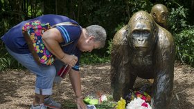 Tisíce lidí oplakávají smrt vzácného gorilího samce. Harambe musel být zastřelen poté, co do jeho výběhu spadl malý chlapec.
