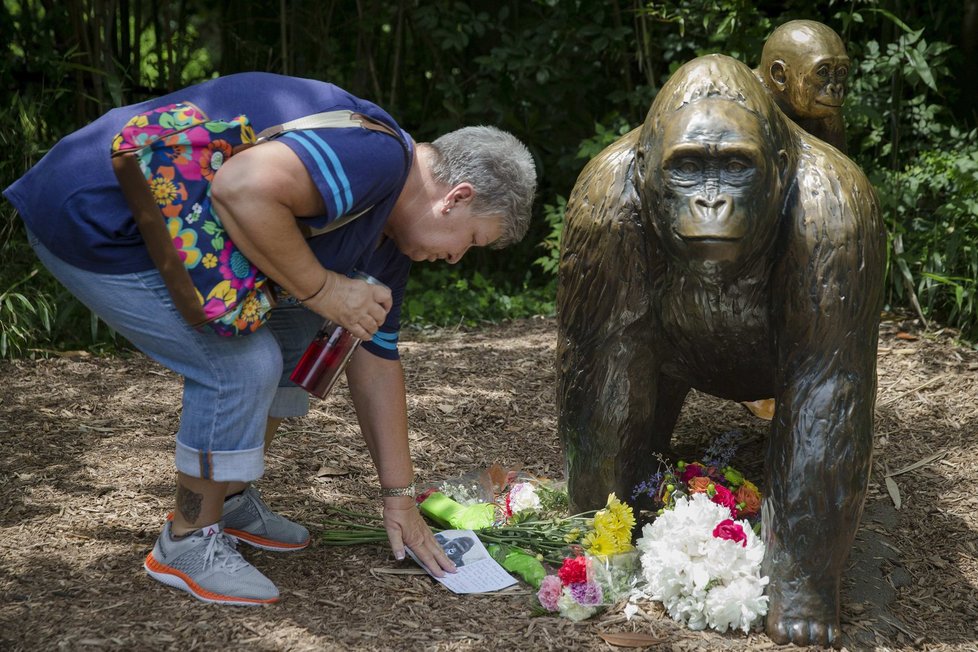 Tisíce lidí oplakávají smrt vzácného gorilího samce. Harambe musel být zastřelen poté, co do jeho výběhu spadl malý chlapec.