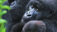 Při návštěvě gorilí rodiny nesmíte kýchat ani smrkat, abyste křehká zvířata neohrozili nákazou.