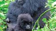 Gorila horská (Gorilla beringei beringei)