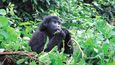 Nejaktivnější jsou mladé gorily, jež si hrají se vším možným, jako by se chtěly předvést, jak jsou šikovné.