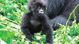 Gorila horská (Gorilla beringei beringei)