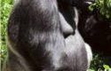 Gorila horská (Gorilla gorilla beringei)