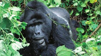 Po stopách Dian Fosseyové aneb Nezapomenutelná hodina s gorilou horskou
