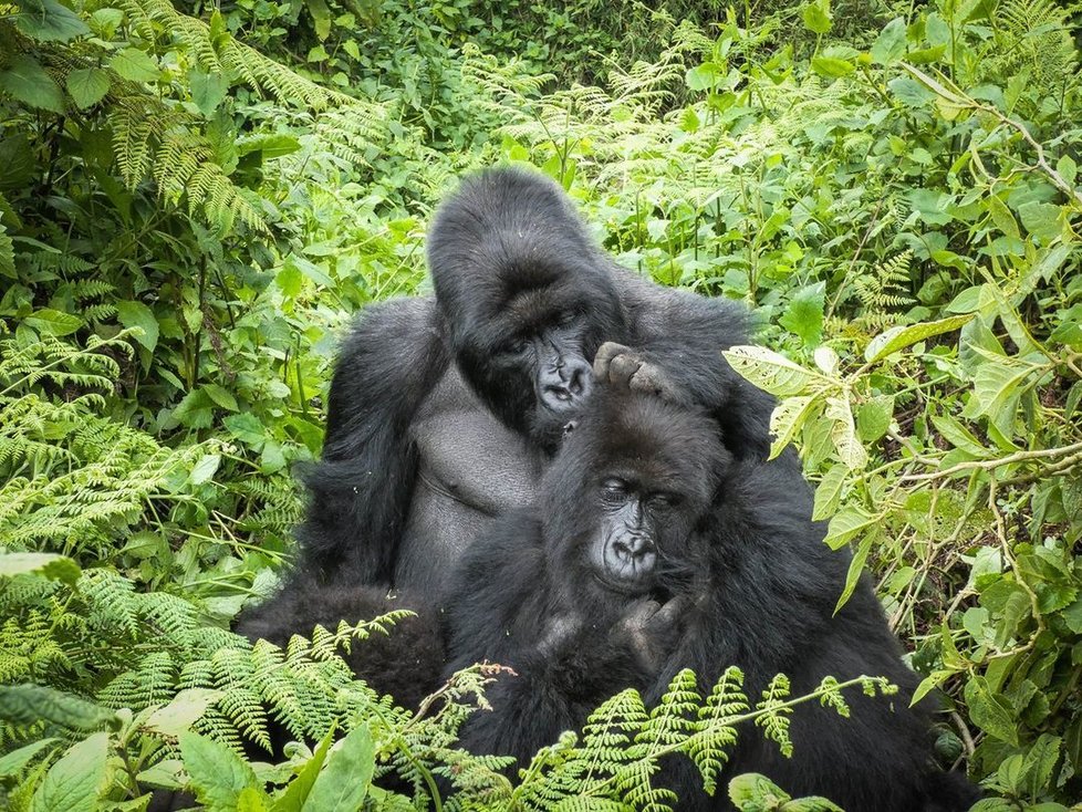 Samci gorily horské se starají i o cizí děti.